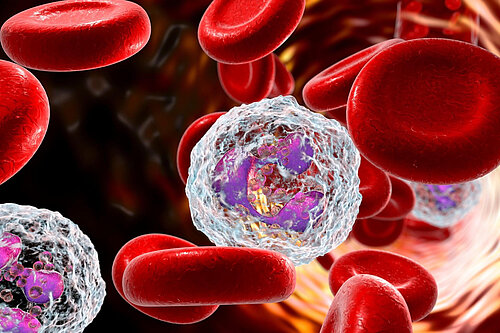 Abbildung von roten und weißen Blutkörperchen