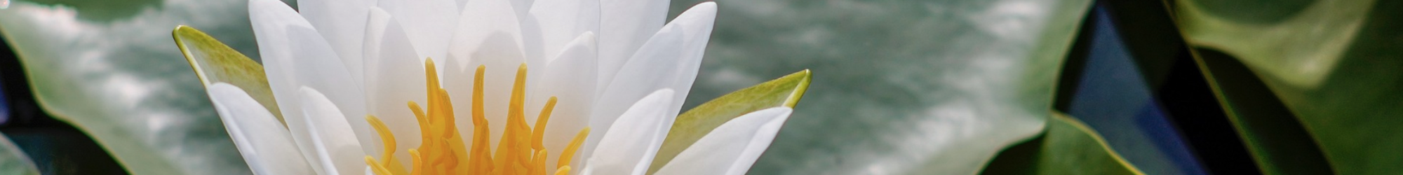 Blumen - Ästhetische Zahnmedizin