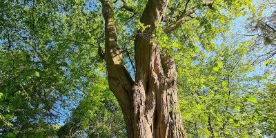 Biologische Zahnsanierung
