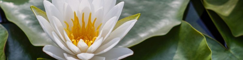 lotus-7287044_1920