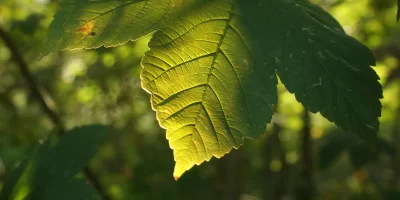 sheet-7502924_1920